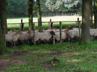 Klik op de foto voor groter formaat